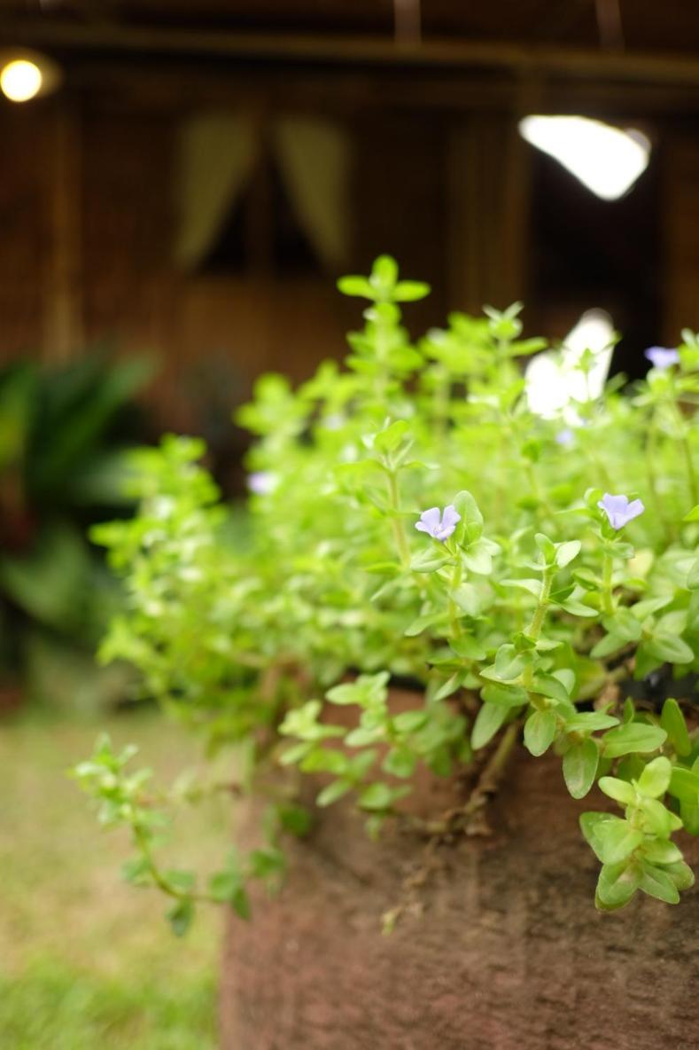 Royal Mountain Hut Hotel Ratchaburi Phòng bức ảnh